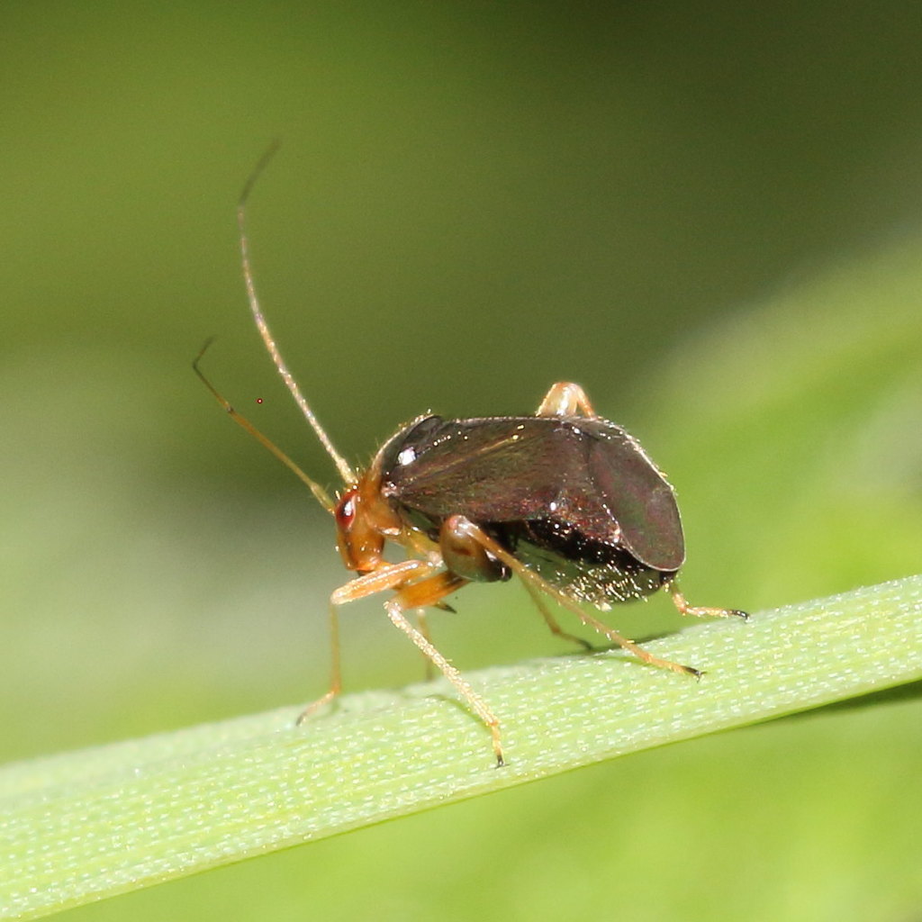 Halticus luteicollis