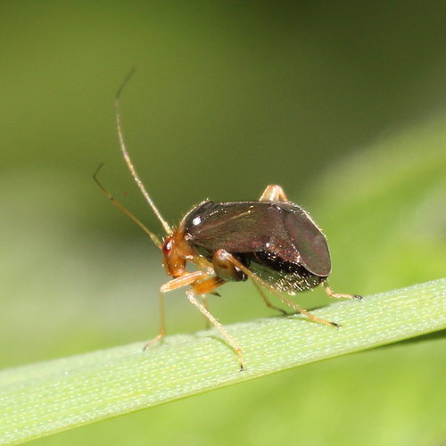 Halticus luteicollis