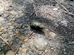 Neotibicen tibicen tibicen