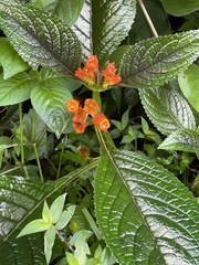 Chrysothemis