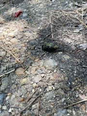 Neotibicen tibicen tibicen