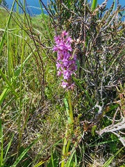 Gymnadenia borealis