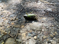 Neotibicen tibicen tibicen