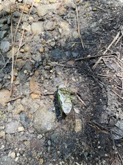 Neotibicen tibicen tibicen