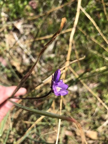 iNaturalist observation photo of blue dicks