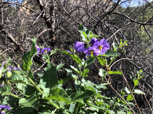 iNaturalist observation photo of Solanum umbelliferum