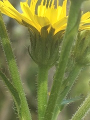 Picris hieracioides hieracioides