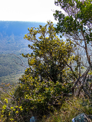 Ochna arborea