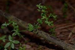 Galium aschenbornii