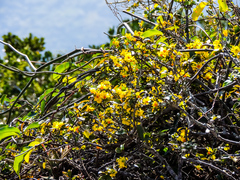 Ochna arborea