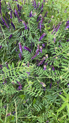 Vicia villosa