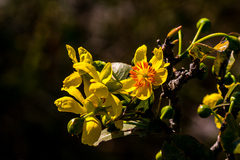 Ochna arborea