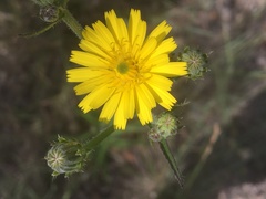 Picris hieracioides hieracioides