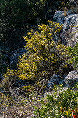 Ochna arborea