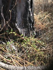 Vaccinium crassifolium