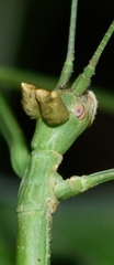Phasmida