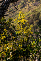 Ochna arborea