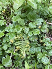 Waldsteinia ternata