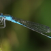 Azure Bluet - Photo (c) Anthony Zukoff, some rights reserved (CC BY-NC-SA)