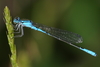 Azure Bluet - Photo (c) Anthony Zukoff, some rights reserved (CC BY-NC-SA)