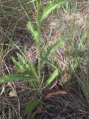 Picris hieracioides hieracioides