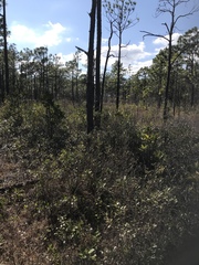 Vaccinium crassifolium