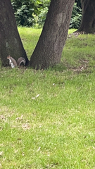 Sciurus carolinensis