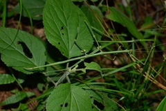 Phasmida