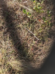 Vaccinium crassifolium