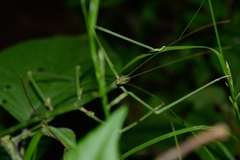Phasmida