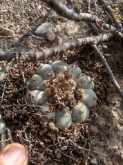 Lophophora williamsii