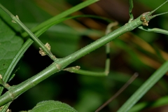Phasmida