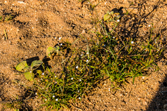 Oldenlandia herbacea