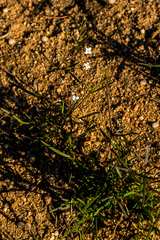 Oldenlandia herbacea