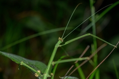 Phasmida