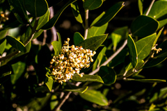 Olea capensis enervis