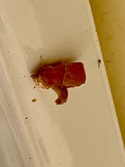 Apoda latomia