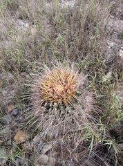 Hamatocactus hamatacanthus hamatacanthus