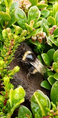 Bombus jonellus