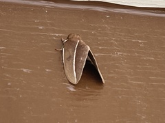 Automeris zephyria