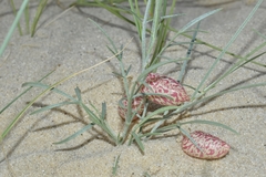 Astragalus ceramicus
