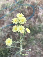 Lactuca serriola