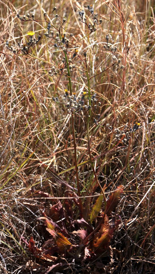 Tolpis farinulosa