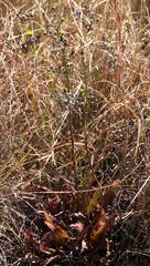 Tolpis farinulosa