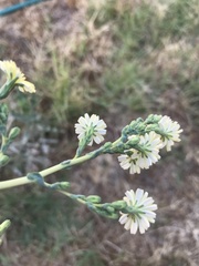 Lactuca serriola