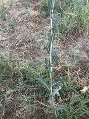 Lactuca serriola