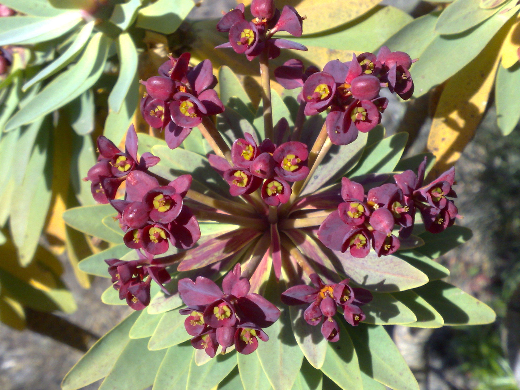 Euphorbia atropurpurea