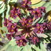 Euphorbia atropurpurea - Photo (c) Thorsten Usée,  זכויות יוצרים חלקיות (CC BY-NC), הועלה על ידי Thorsten Usée