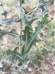 Lactuca serriola