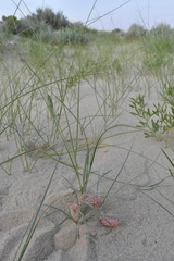 Astragalus ceramicus